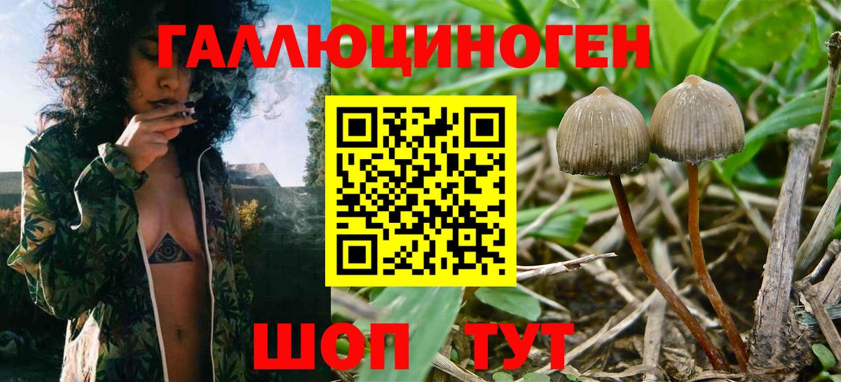 Полевской  Псилоцибиновые грибы прущие грибы  Вход с VPN  Галлюциногенные грибы Psilocybe 